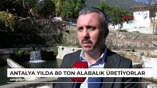 ANTALYA Yılda 80 ton alabalık üretiyorlar [upl. by Lash]