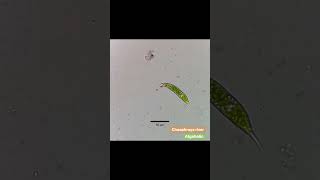 Euglena sp with 2x speed from freshwater Thailand Euglena Euglenoids [upl. by Sukhum510]