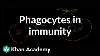 Role of phagocytes in innate or nonspecific immunity  NCLEXRN  Khan Academy [upl. by Carmelo]