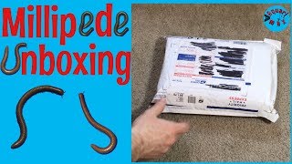 Millipede Unboxing [upl. by Nymassej]