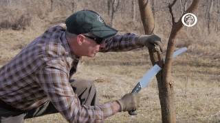 Ask An Arborist What are the Rules of Pruning [upl. by Hael]