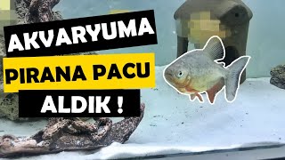 AKVARYUMA PİRANA BALIĞI ALDIK  Akvaryum Balıkları [upl. by Ericha]