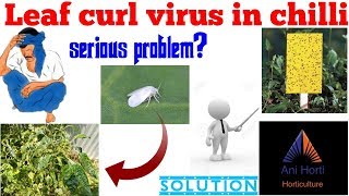 Leaf curl virus in chilli  Latest upload 2018 [upl. by Petrick568]