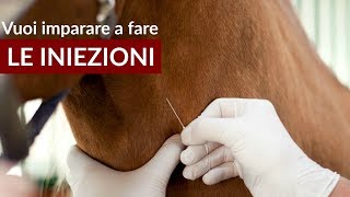 Le iniezioni ai cavalli impariamo a farle [upl. by Retsevlis326]