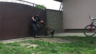 Presa Canario 6 months female training protection [upl. by Dihahs]