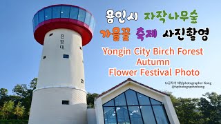 경기 용인시 자작나무숲 가을꽃 축제 사진촬영Yongin City Birch Forest Autumn Flower Festival Photography 사진찍기 좋은장소 [upl. by Benni256]