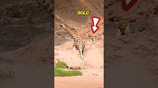 What Happened To Baby Giraffe 🦒 What A Tragic short animals wildanimals [upl. by Aknahs]