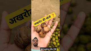 Akhrot ki kheti kaise Hoti hai  making farming shortvideos akhrot [upl. by Mayberry]