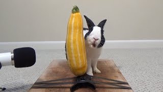 Rabbit eating zucchini ASMR [upl. by Salohcim]