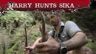 Harry Hunts Sika [upl. by Anitnatsnoc]