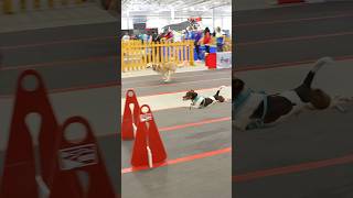 Almost a storybook ending dogs flyball [upl. by Ahseal]