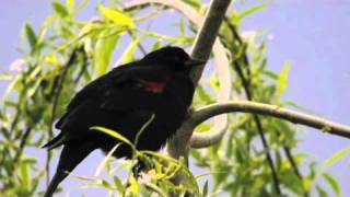 Redwinged Blackbird Sings [upl. by Alletneuq]