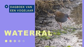 Waterral  okt 24 Vlieland  Kroons polders [upl. by Stauffer]