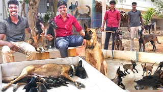 அம்பானி TO அமெரிக்கா😱 Sale  belgian malinois  puppies  dogs for sale  K9  Indian Army [upl. by Ccasi875]