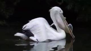 PELICAN EATS SEAGULL [upl. by Quartet]