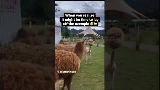 Viral ozempic meme of 2024 shorts shortvideo shortsfeed [upl. by Steffin]