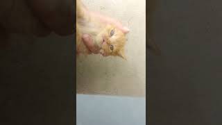 Kitten Eye Infection Before Video Part 1 mycatpaws kitten cat infection [upl. by Mayhew]