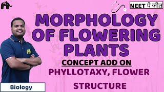 Morphology of Flowering Plants Class 11 Biology NEET  Roots Stem Modifications Venation [upl. by Semadar904]