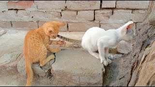 Funny video cute cats and fight🐈🐈I am so said wite baby cat is death 😥😥😥 [upl. by Mann]