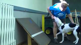 Homestars Flyball Lesson 1 [upl. by Fowle]