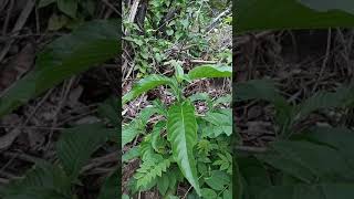 Malabar Nut Adalodakam Plant [upl. by Norrabal]