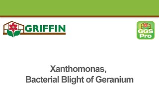 Xanthomonas Bacterial Blight of Geranium [upl. by Shieh]