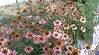 Echinacea Purpurea Purple Coneflowers for Immune System Support [upl. by Ddat]