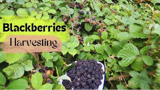 Wild Blackberry Picking Made Easy Quick and Practical Tips to Begin🍇🌿 [upl. by Kcirdot82]