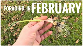 Foraging in February  UK Wildcrafts Foraging Calendar [upl. by Snevets252]