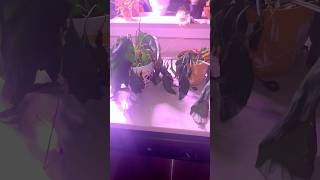 Dramatic Peace Lily Rescue indoorplants [upl. by Notgnilliw]