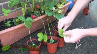 Planting Strawberry Runners Propagating Strawberries the easy way [upl. by Brendon629]