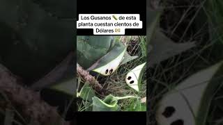 Los gusanos que valen miles de dólares solo se dan dos por planta 😱 shortvideo [upl. by Artinek]