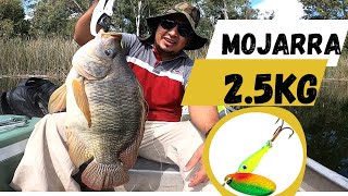 Mojarra gigante 25kg ll Pesca con cucharilla [upl. by Etnoid582]