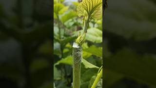 Ped ki Kalam badhane ka sabse aasan tarika 🌱khedut plantgrafting tree shorts trend [upl. by Erdnuaed]