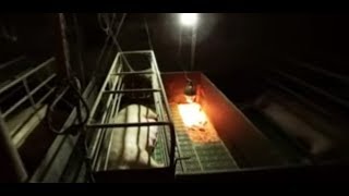 360 Farrowing crate footage viewed from the aisle [upl. by Etnaud983]