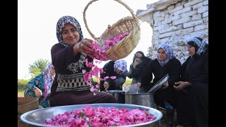 Rituales de la cosecha de la Rosa Damascena en Siria [upl. by Maddock294]