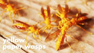 SO MANY YELLOW PAPER WASPS🐝💛 [upl. by Ertha]