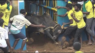 Thatchankurichi Jallikattu 2023 Videos 02  தச்சங்குறிச்சி ஜல்லிகக்ட்டு 2023 Videos 02 [upl. by Rehsu]