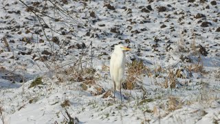 Ptaki w Dolinie Odry cz 6 🔅 Birds in the Oder Valley part 6 [upl. by Lamahj]