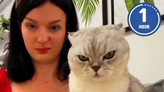 😹 FUNNIEST Cats Ever  Hilarious Cat Videos [upl. by Aneres580]