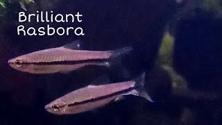 Brilliant rasbora Rasbora einthovenii is a species of rayfinned fish in the genus Rasbora [upl. by Sivaj]