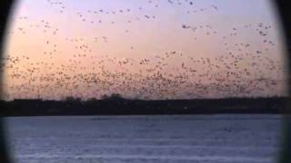 Montrose Basin Wildlife Reserve Over 60000 pinkfooted geese taking off [upl. by Gretta]