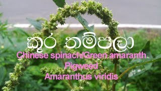 kuura thampala Chinese spinach Green amaranth  Pigweed  Amaranthus viridis  Ayurvedic plants [upl. by Attenwad]