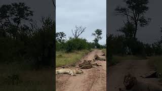 Fascinating Communication Between Lions [upl. by Eiramanitsirhc653]