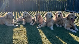 Reencuentro de Ítaca y Maui con su madre y dos de sus hermanos 🥰  Diéresis Animal [upl. by Beatrice875]