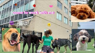 come to work with me doggie daycare edition [upl. by Harwill]