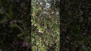 A walk through our Finger Lime Plantation [upl. by Atsirc]