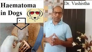 Know about Haematoma in Dogs VET For PET [upl. by Lougheed]