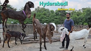 Hyderabadi Breedline Goats🐐Available Mehraj Colony Gate No 3 Basheer Bhai ke Pass [upl. by Foy]