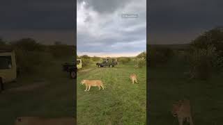 Lionesses on the Prowl 🦁Lioness Wildlife safari [upl. by Hammerskjold]